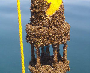 Retrieval of zebra mussel-encrusted Vector Averaging Current Meter